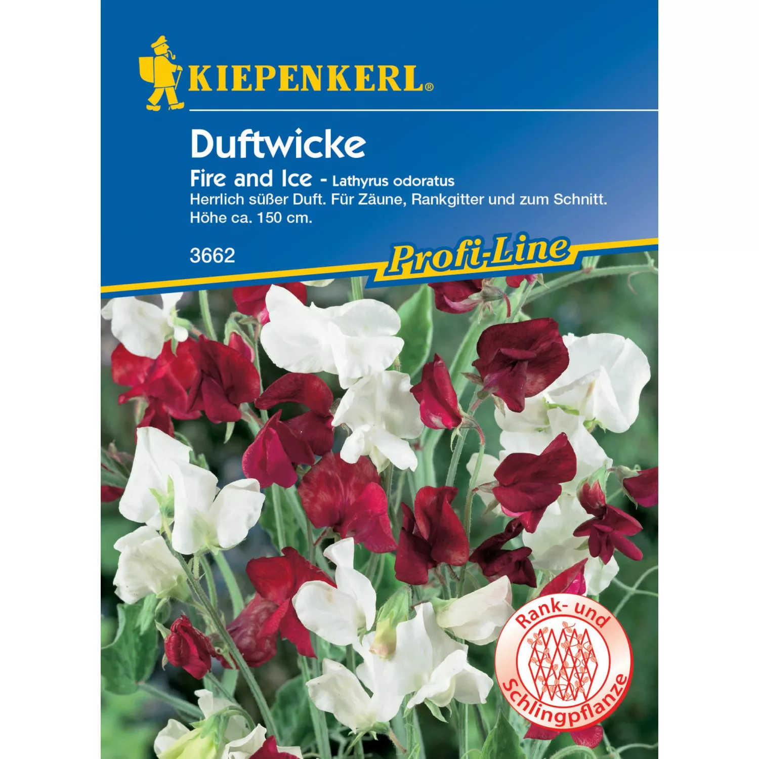 Kiepenkerl Duftwicke Fire and Ice Lathyrus odoratus günstig online kaufen