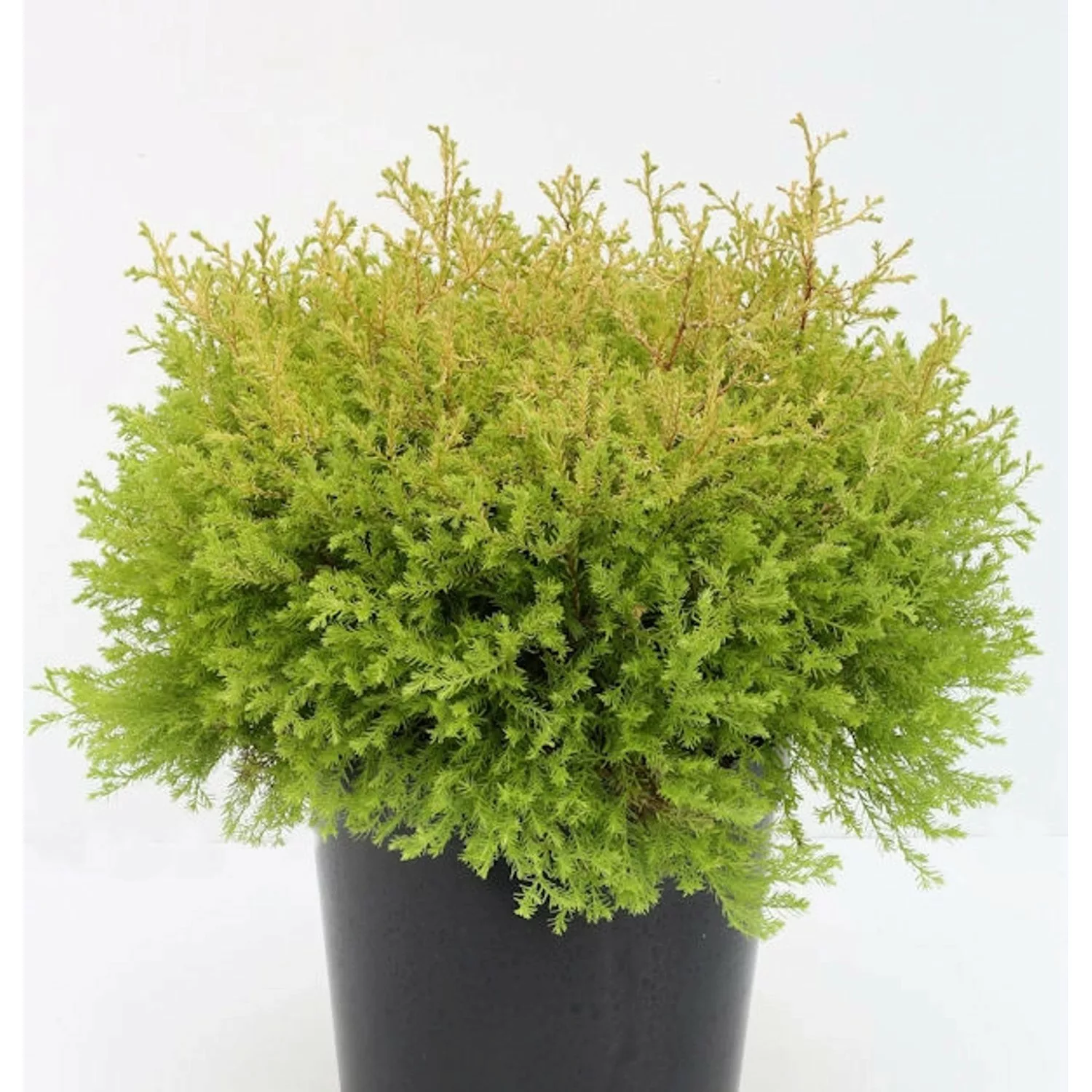 Lebensbaum Rheingold 15-20cm - Thuja occidentalis günstig online kaufen
