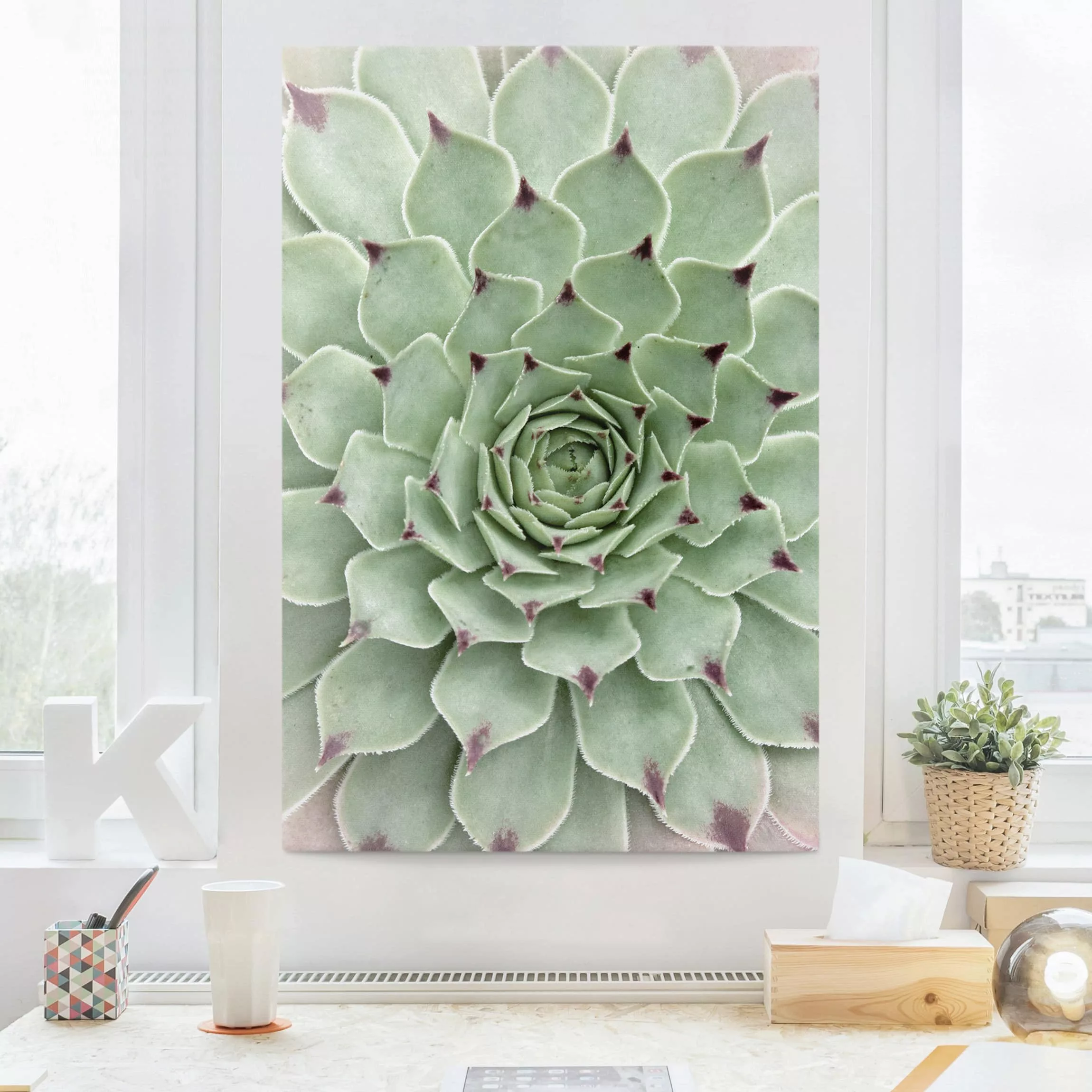 Leinwandbild Blumen - Hochformat Steinrose Jovibarba Hirta günstig online kaufen