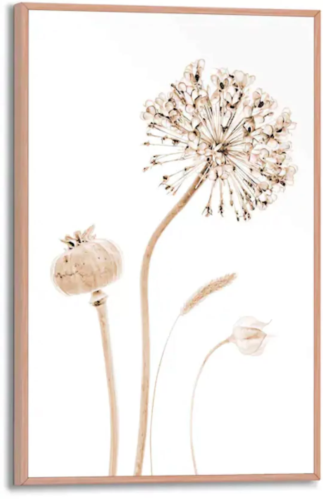 Reinders! Poster »Trockenblumen« günstig online kaufen