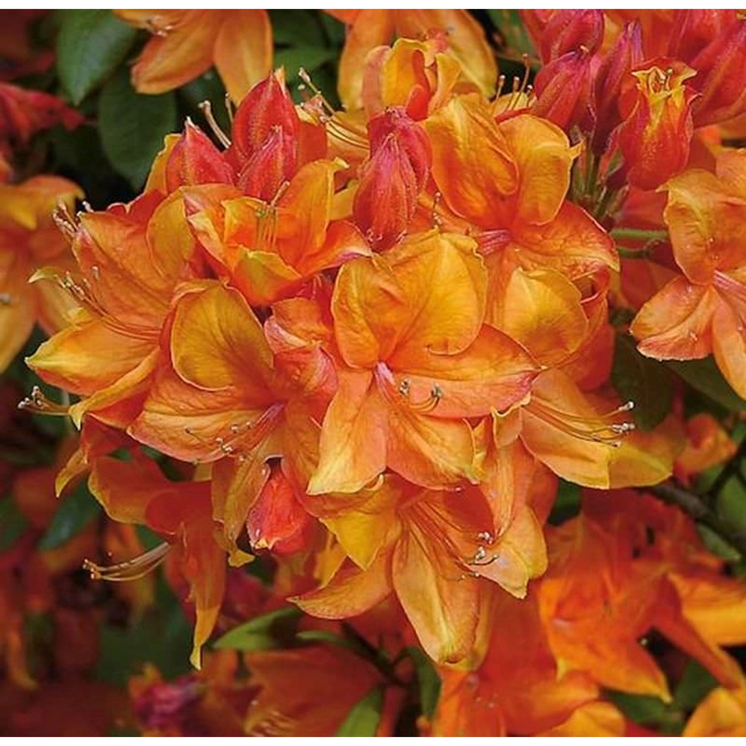 Azalee Golden Eagle 60-80cm - Rhododendron luteum - Alpenrose günstig online kaufen