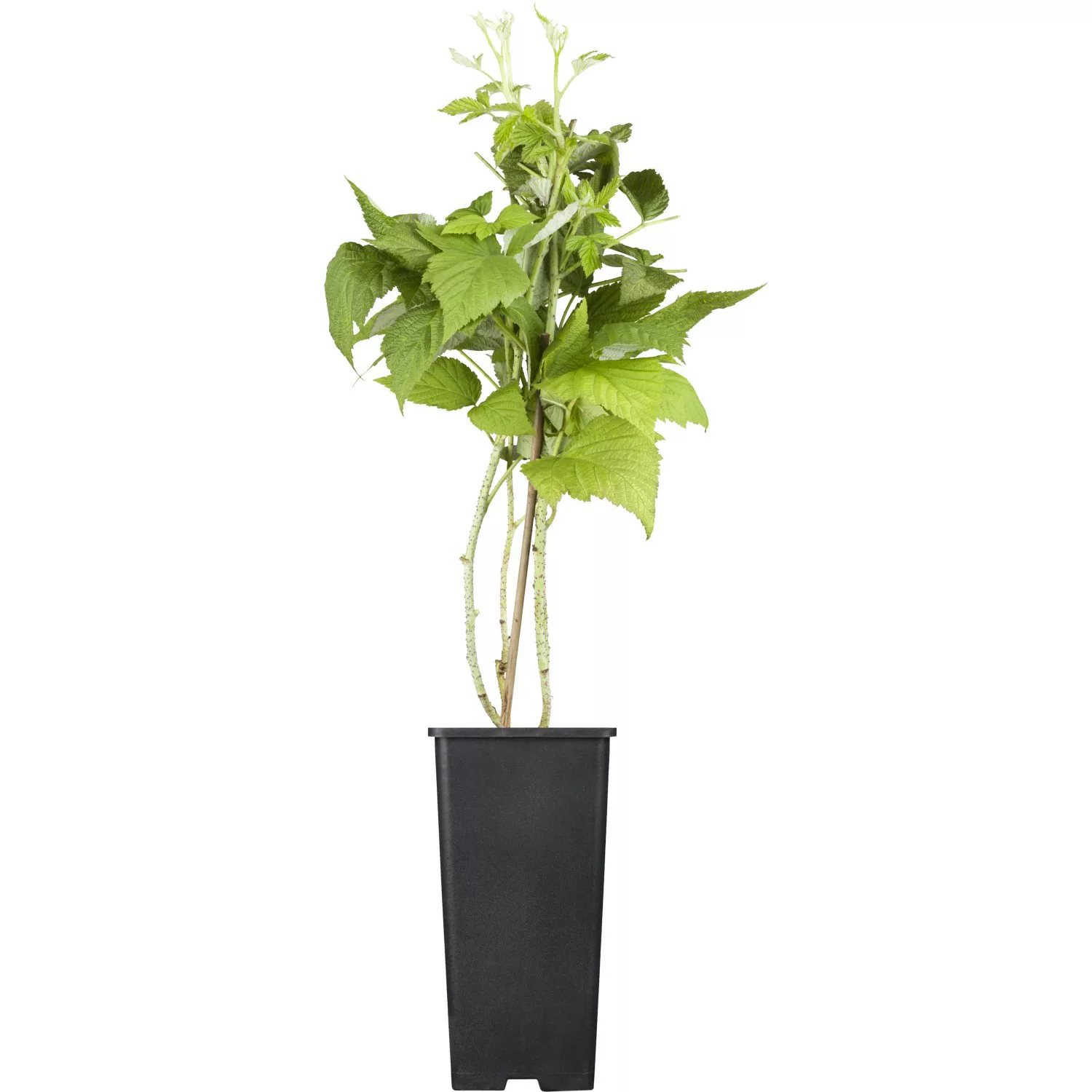 GROW by OBI Bio Himbeere TwoTimer® -Sugana® Rot Höhe ca. 20-30 cm Topf ca. günstig online kaufen