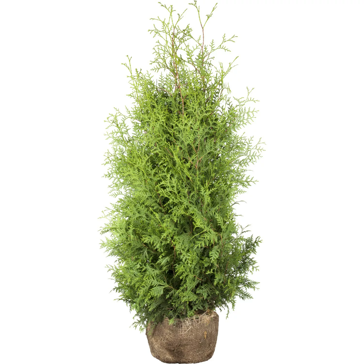 Lebensbaum Brabant Set a 80 Stück Höhe ca. 100 - 120 cm Ballenware Thuja günstig online kaufen