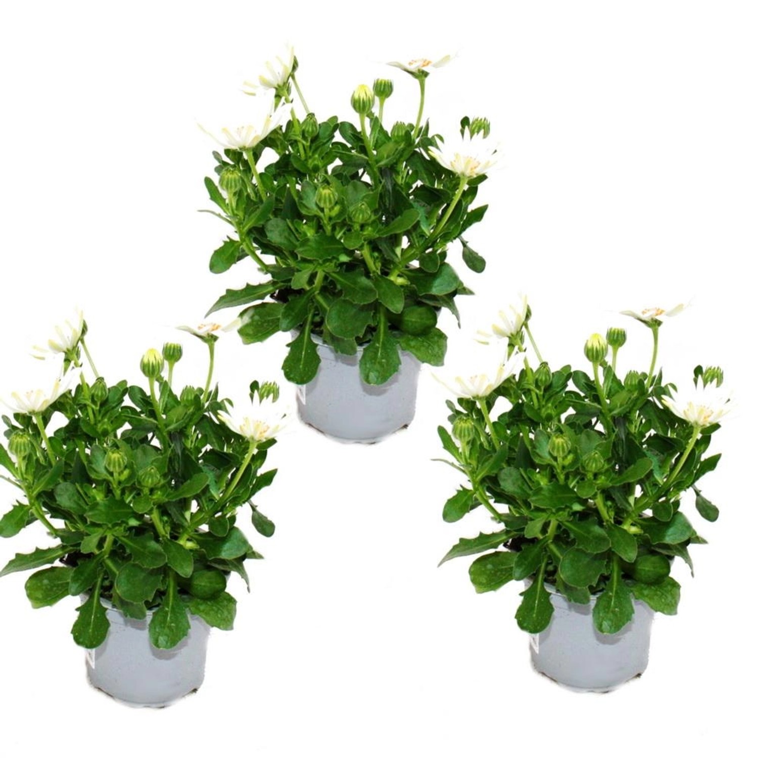 Exotenherz Kapkörbchen Osteospermum Ecklonis 11cm Topf Set mit 3 Pflanzen W günstig online kaufen