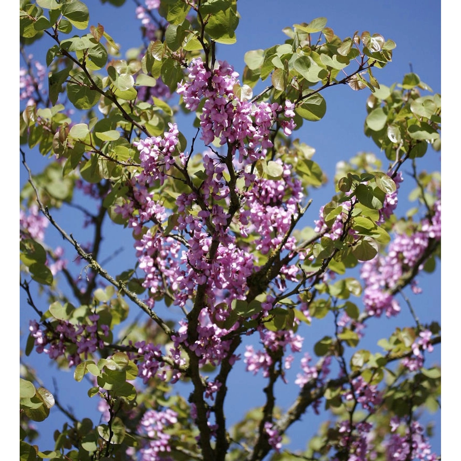 Gemeiner Judasbaum 40-60cm - Cercis siliquastrum günstig online kaufen