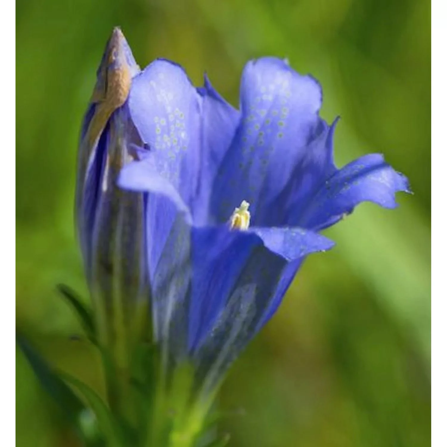 Enzian Blauer Herold - Gentiana paradoxa günstig online kaufen