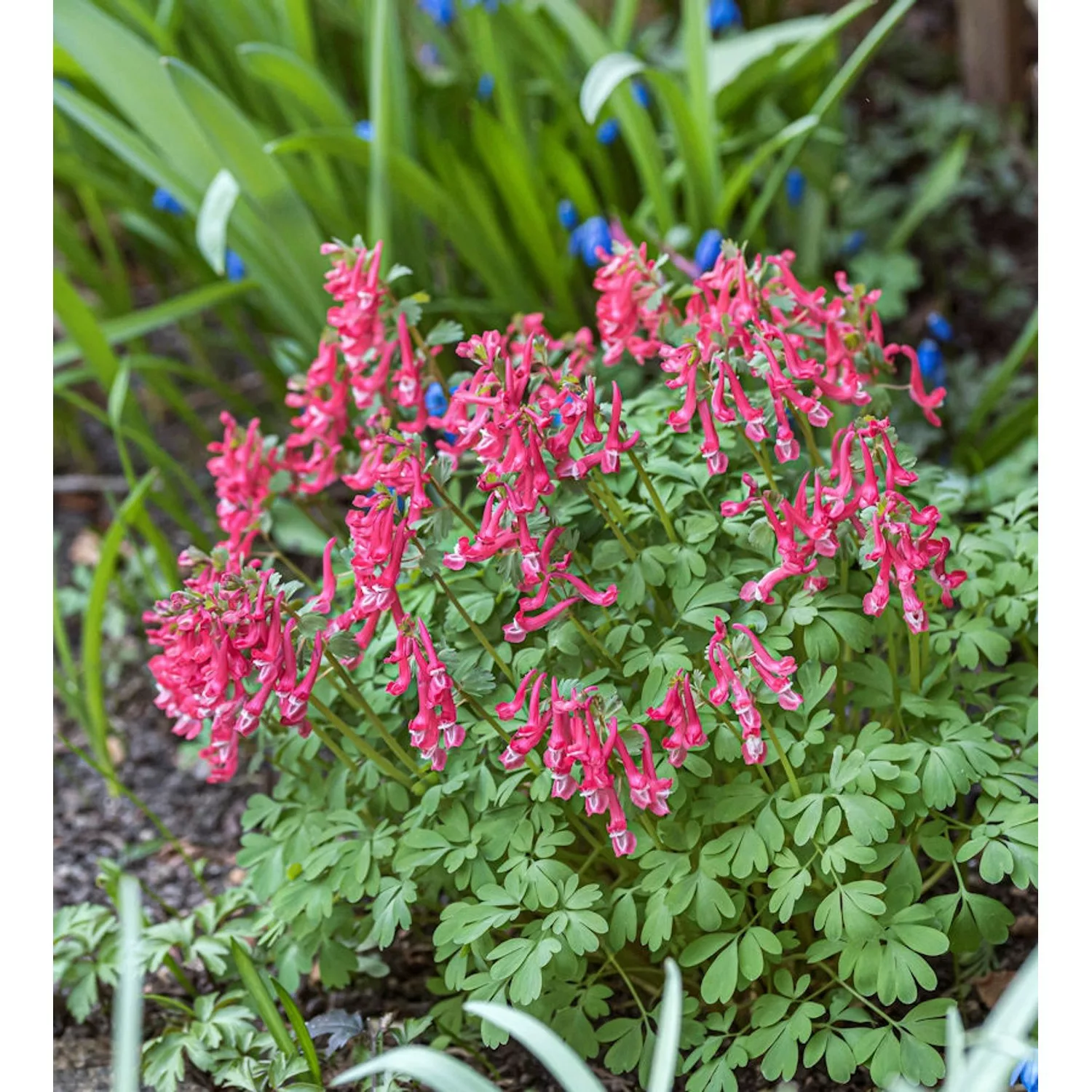 Gefingerter Lerchensporn George Baker - Corydalis solida günstig online kaufen