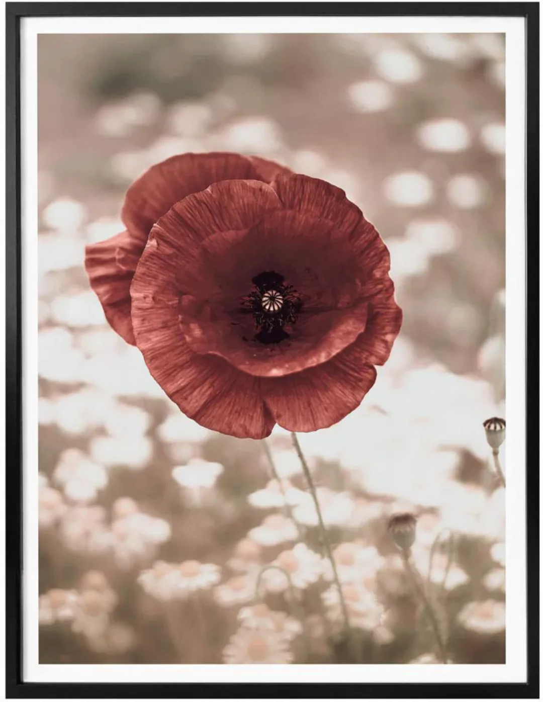 Wall-Art Poster "Mohnblumen Portrait", Blumen, (1 St.), Poster ohne Bilderr günstig online kaufen