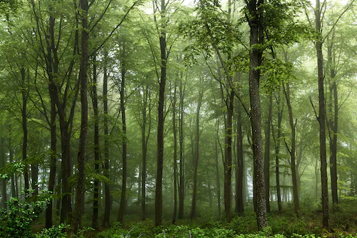 Papermoon Fototapete »Photo-Art LEIF LONDAL, WALD« günstig online kaufen