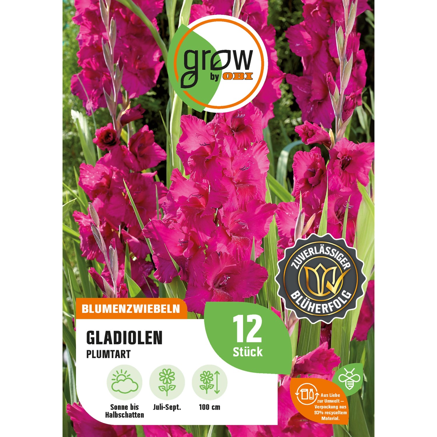 GROW by OBI Gladiole Plumtart Höhe ca. 100 cm Gladiolus grandiflorus günstig online kaufen