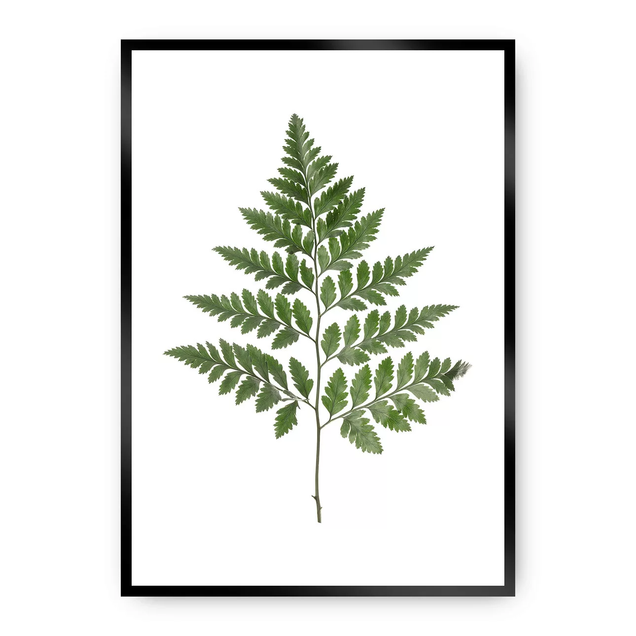 Poster Fern Green, 50 x 70 cm, Rahmen wählen: schwarz günstig online kaufen