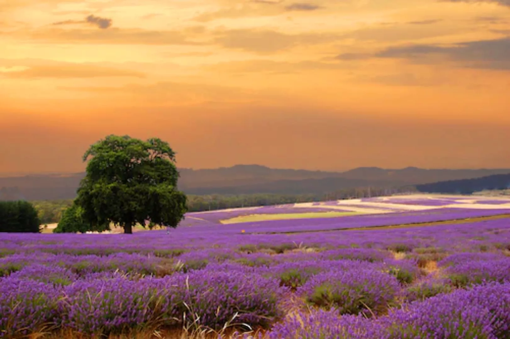 Papermoon Fototapete »Lavender Field« günstig online kaufen