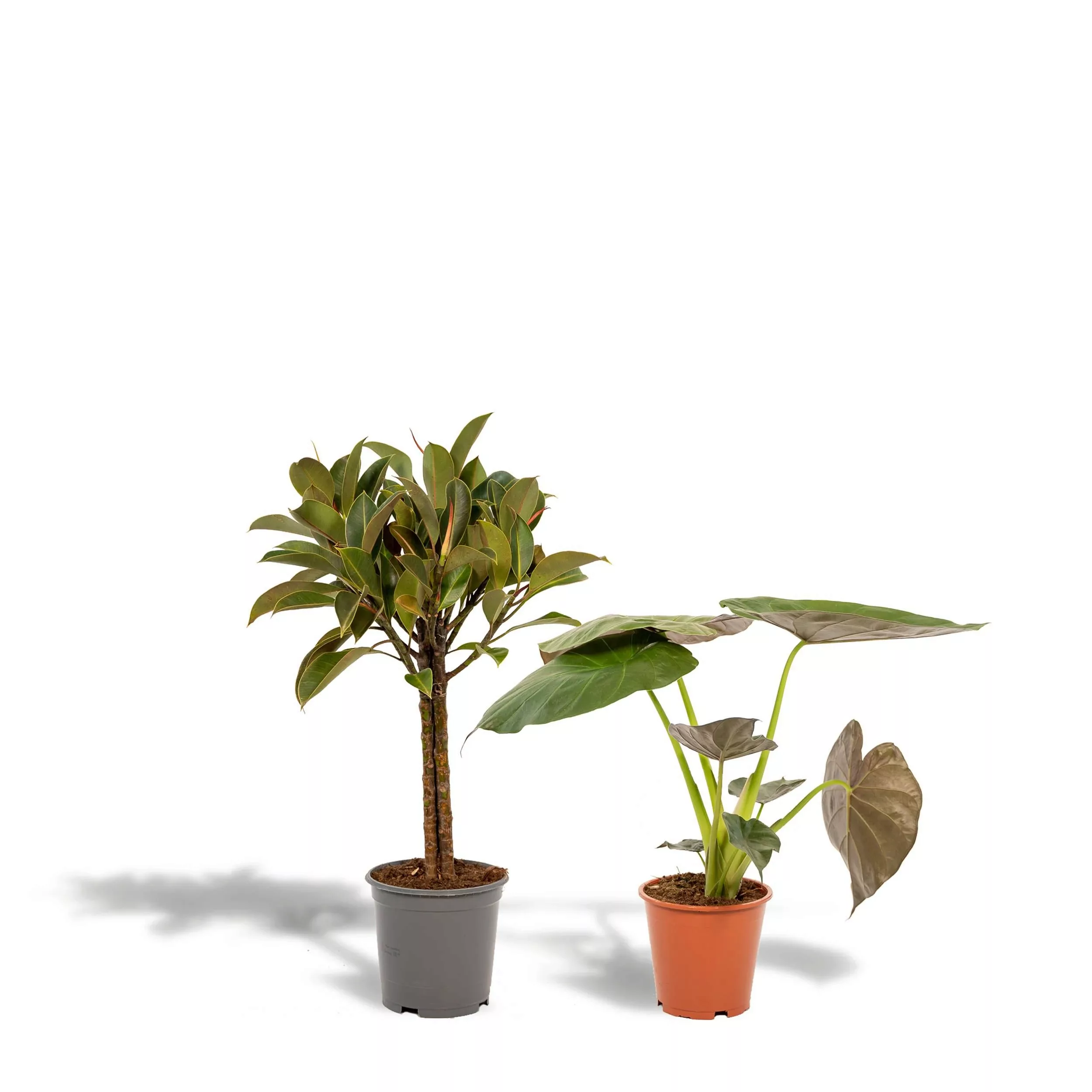 Hello Plants | Set mit 2 Zimmerpflanzen - Ficus Elastica Melany & Alocasia günstig online kaufen