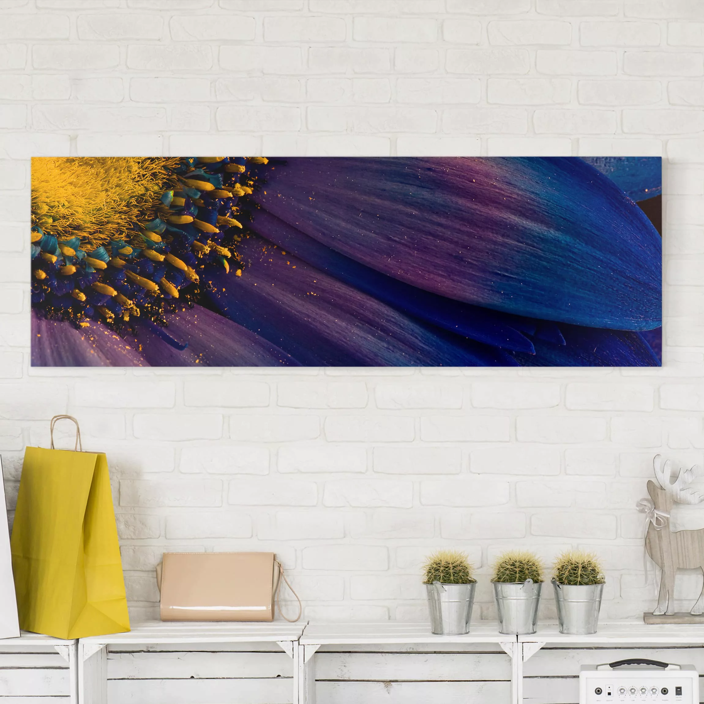 Leinwandbild Blumen - Panorama Blaue Gerberablüte günstig online kaufen