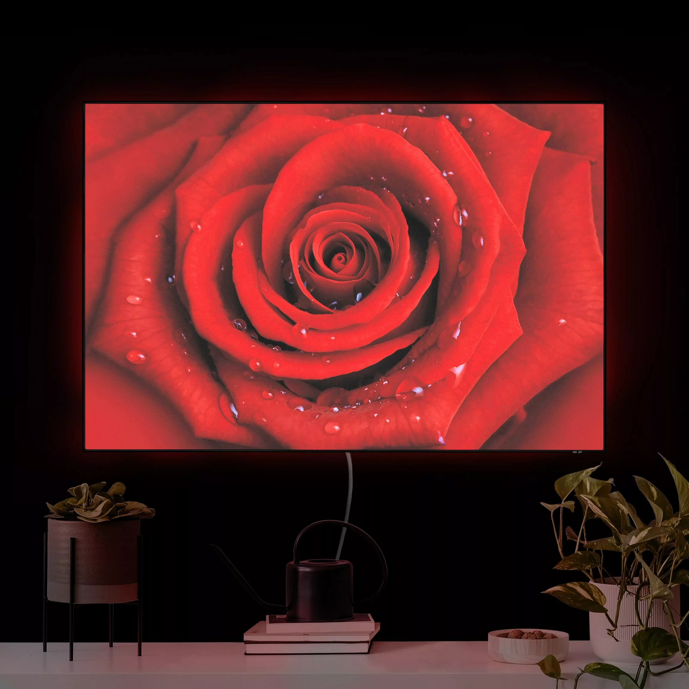 LED-Wechselbild Rote Rose mit Wassertropfen günstig online kaufen