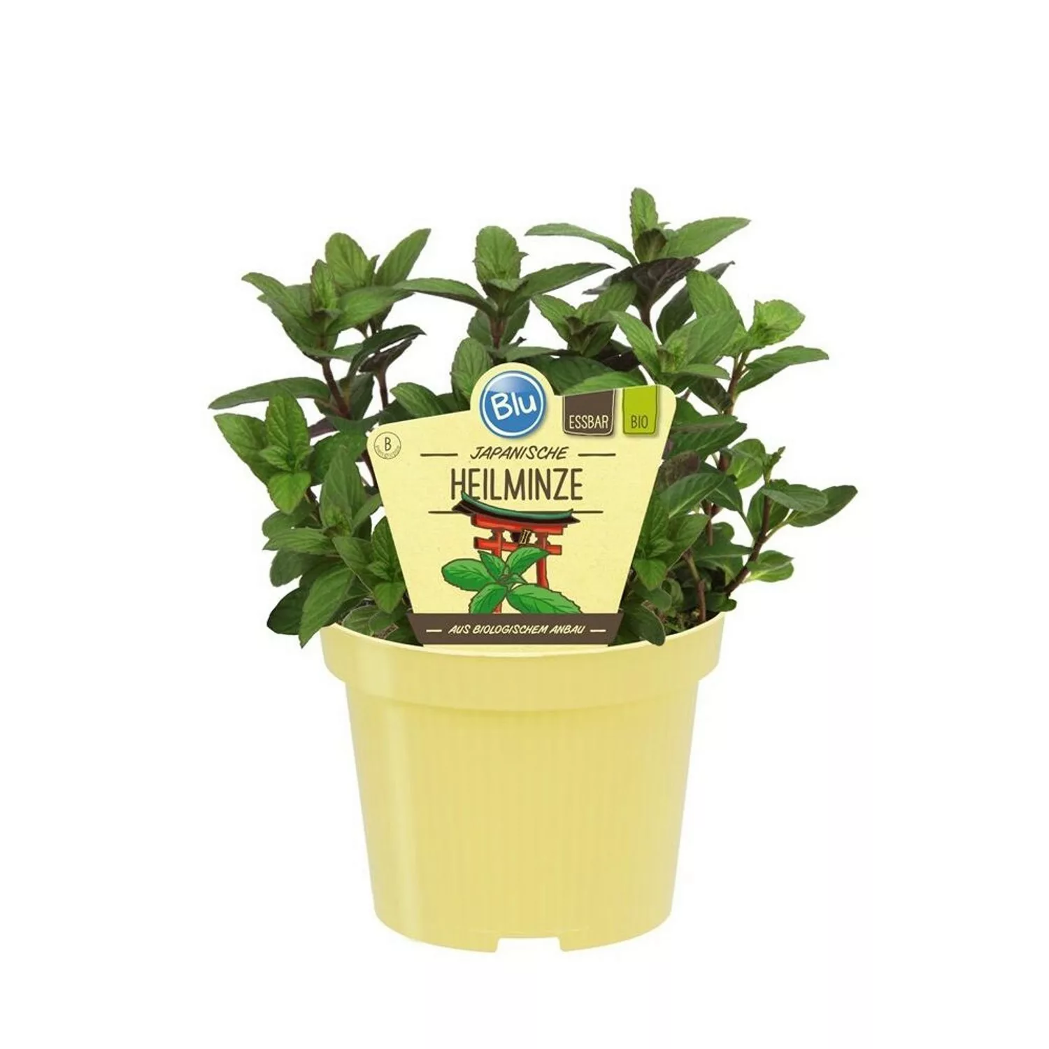 Exotenherz Japanische Heilminze in Bio-Qualität Mentha Arvensis X Spicata K günstig online kaufen