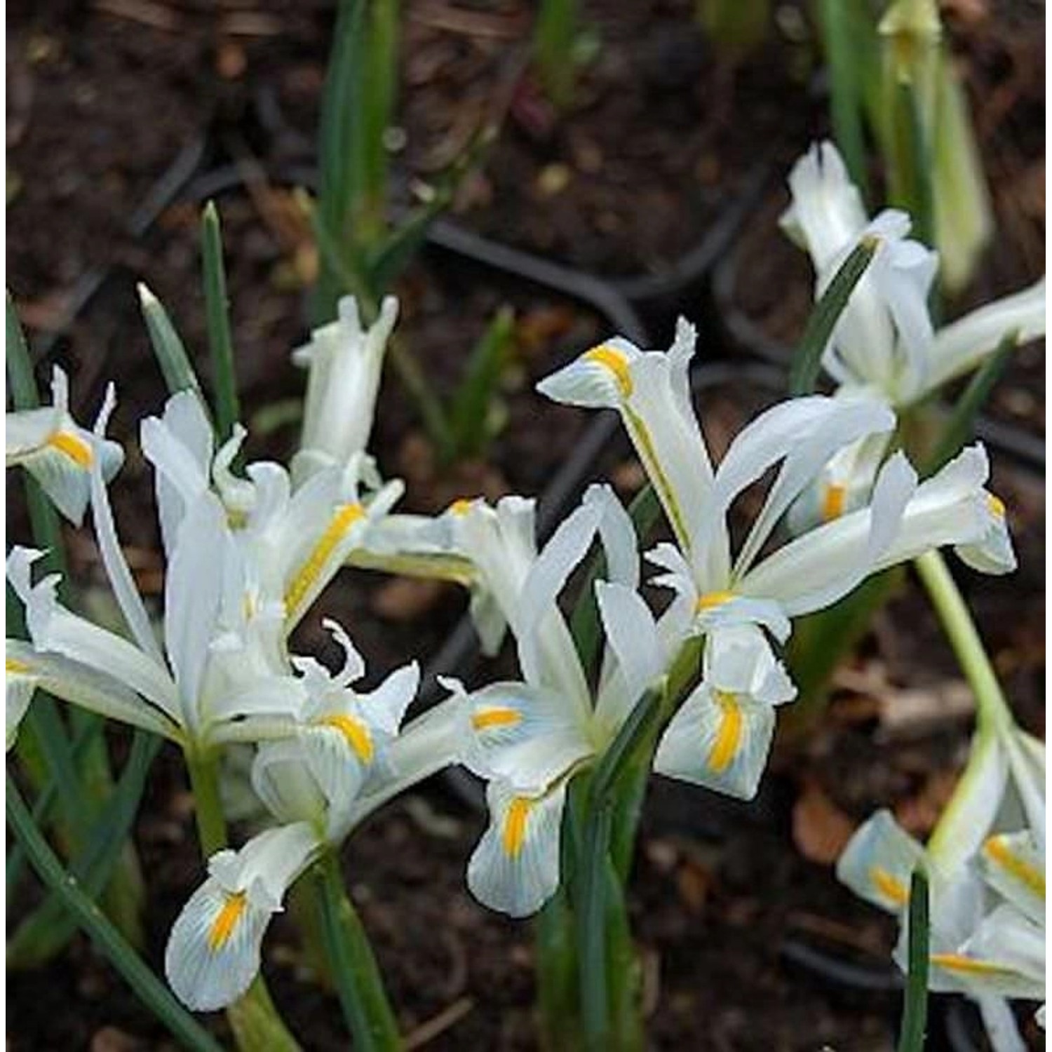 Winteriris Natascha - Iris reticulata günstig online kaufen