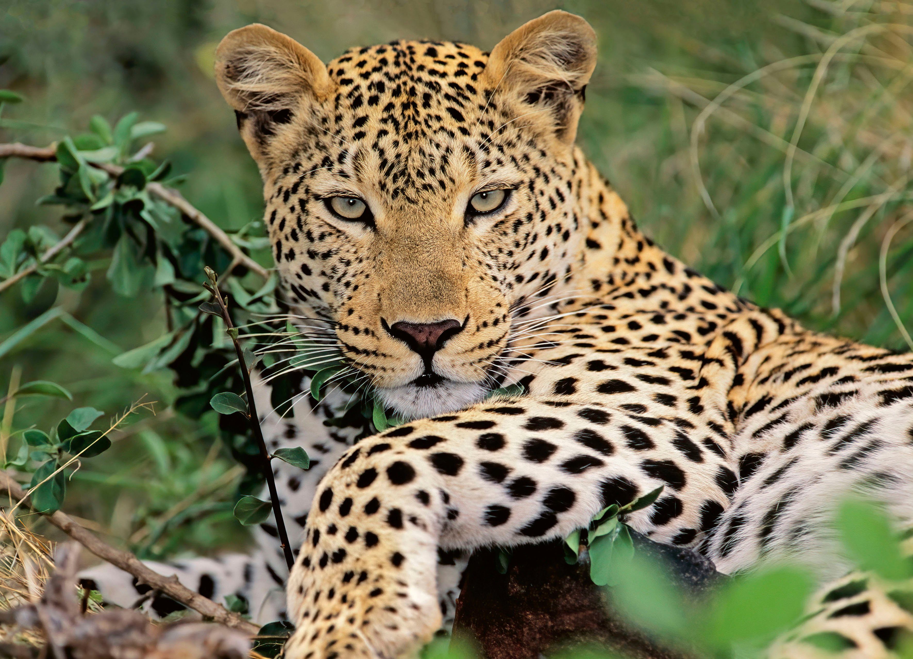 Ravensburger Puzzle Vio die Leopardin, 100 günstig online kaufen