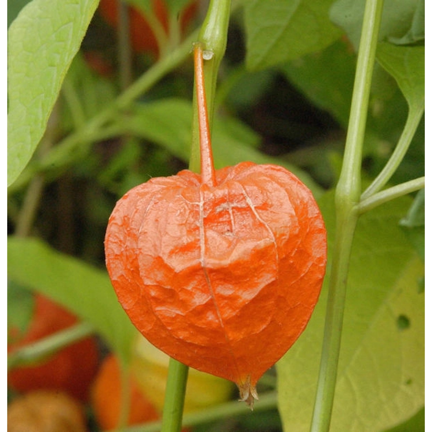 Lampionblume - Physalis alkekengi günstig online kaufen