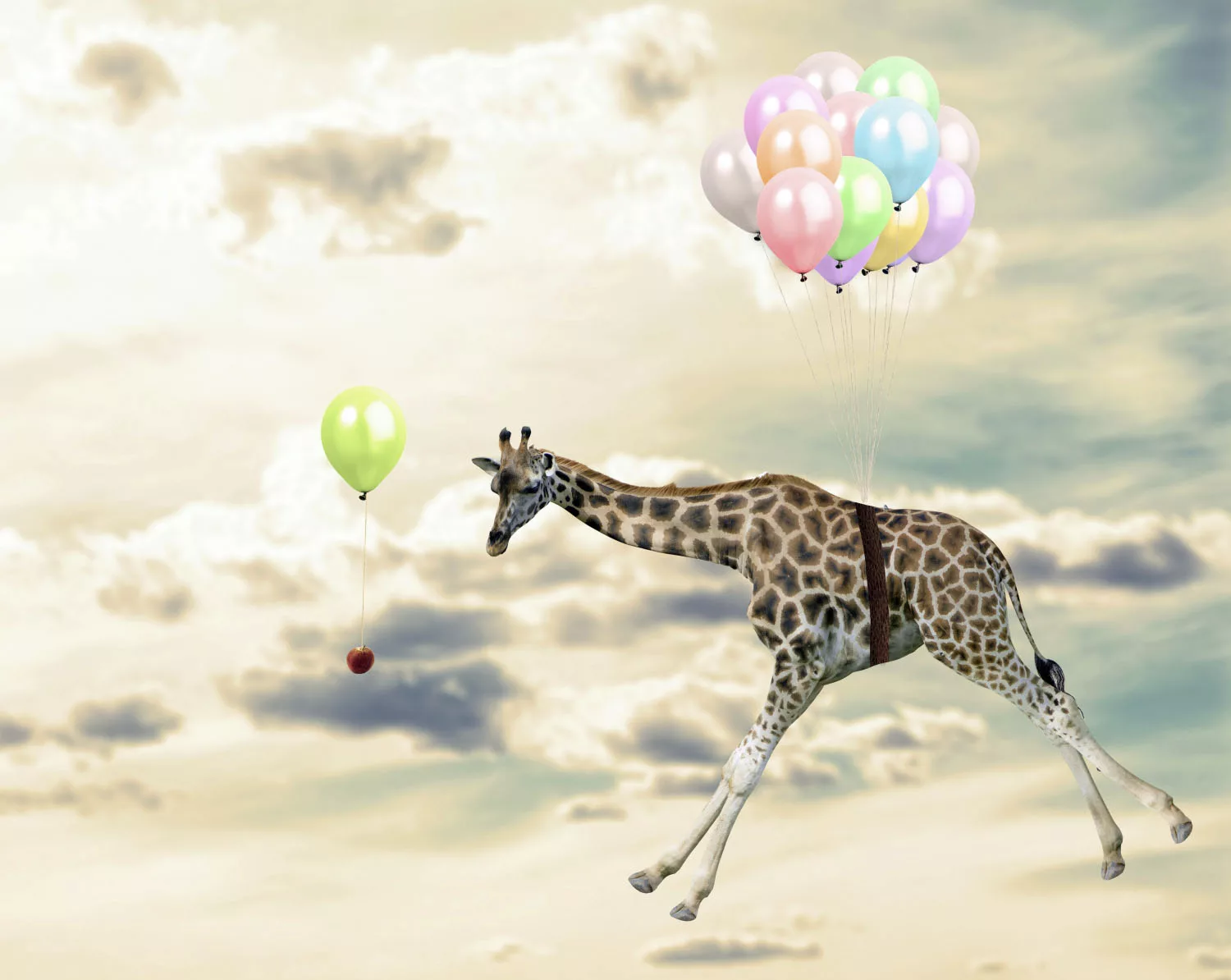 queence Acrylglasbild "fliegende Giraffe" günstig online kaufen