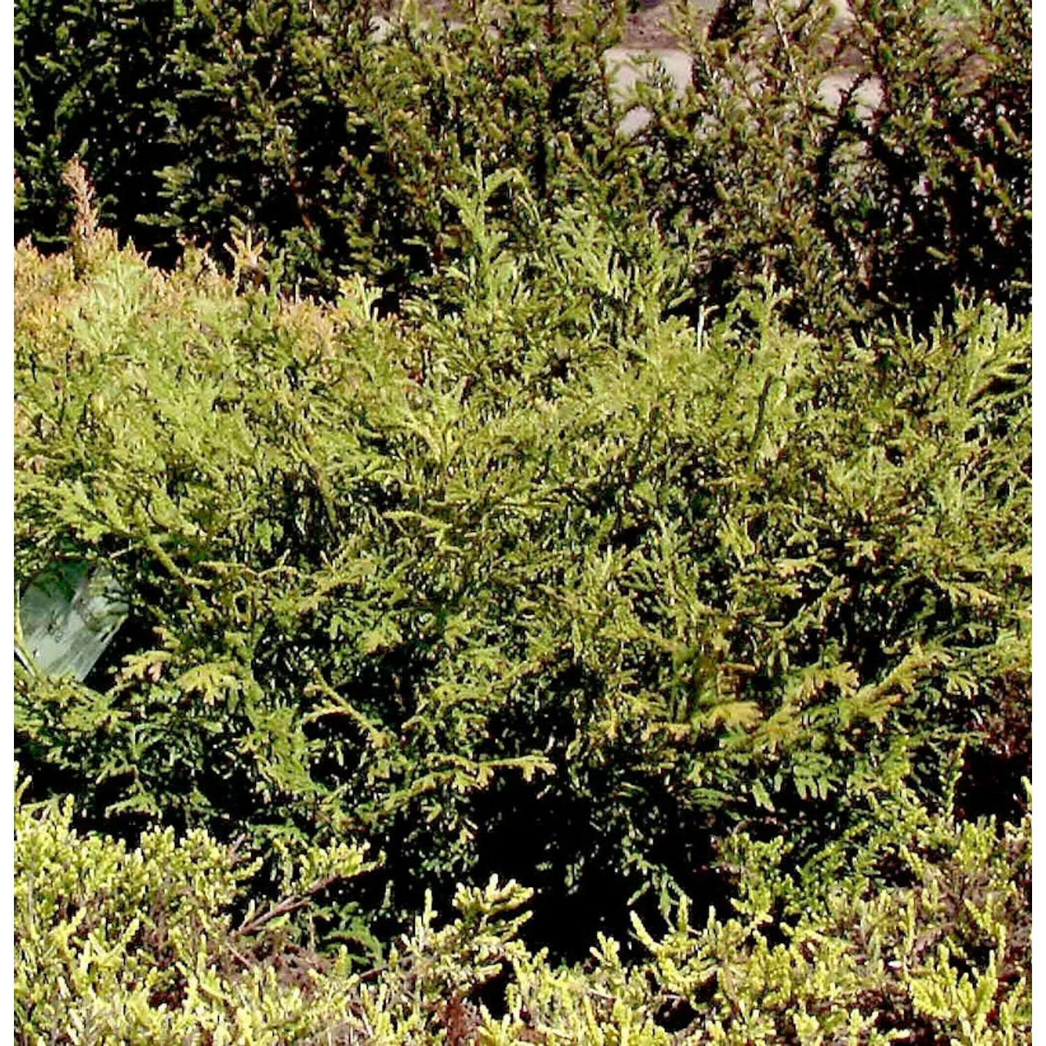 Zwerghibalebensbaum 30-40cm - Thujopsis dolabrata günstig online kaufen