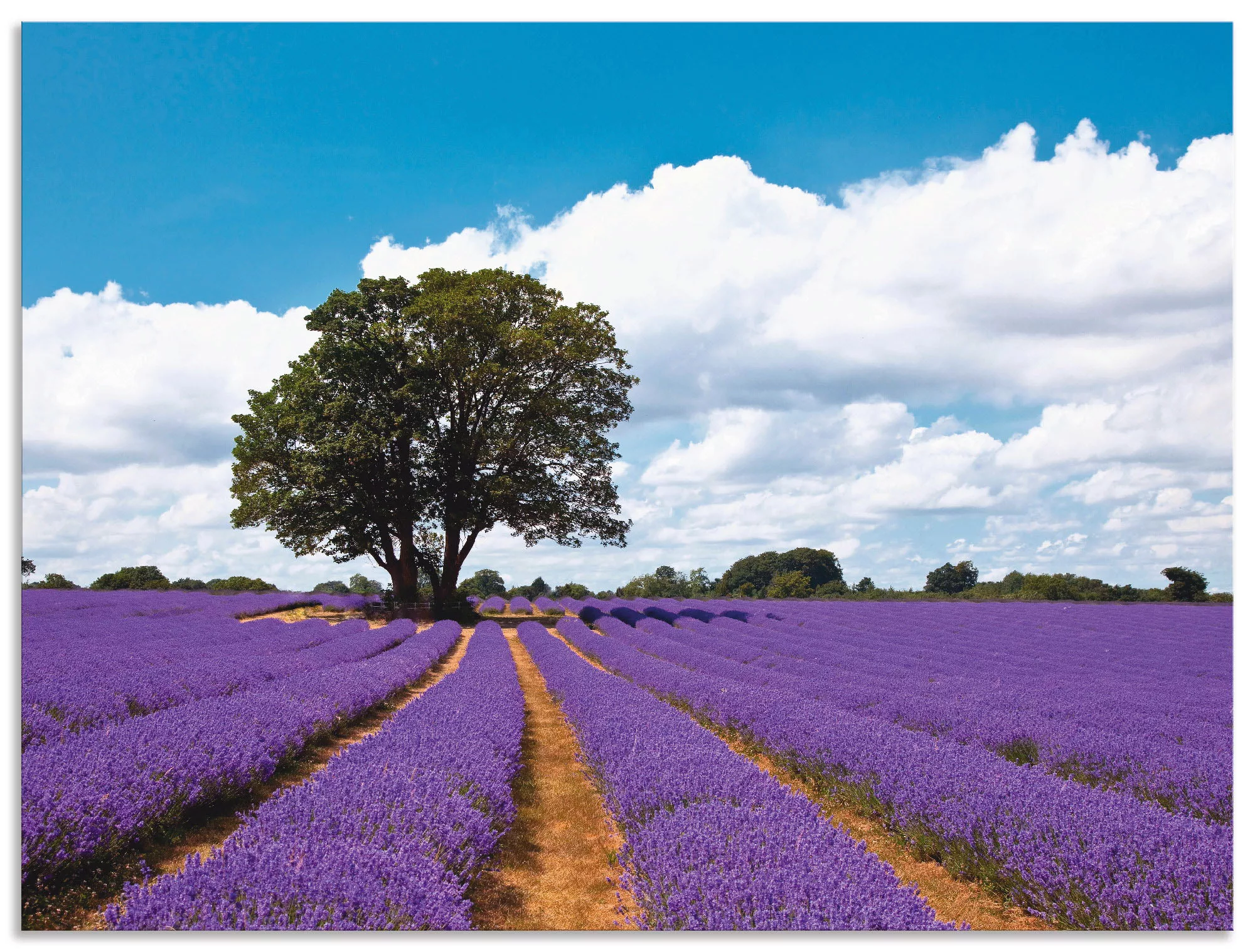 Artland Wandbild "Schönes Lavendelfeld im Sommer", Felder, (1 St.), als Alu günstig online kaufen