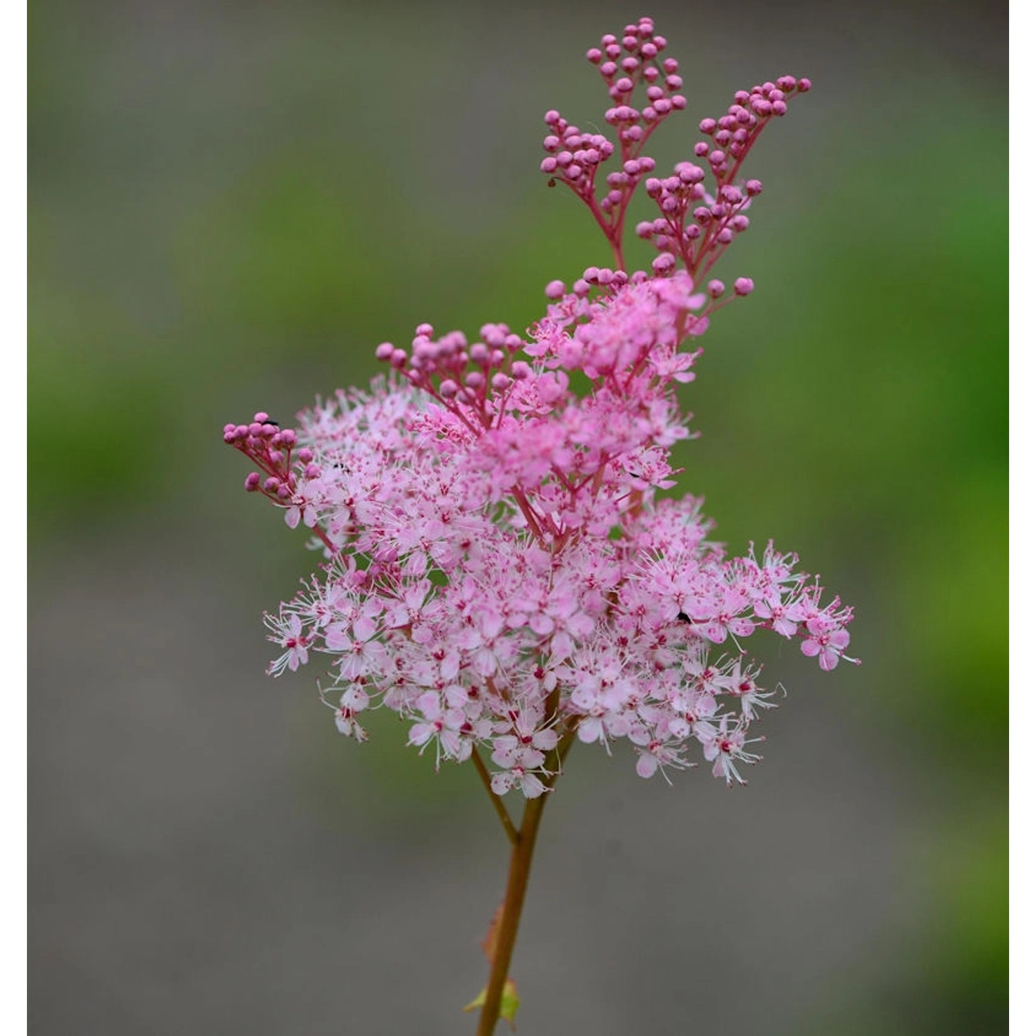 Rosa Scheinspiere - Filipendula ruba günstig online kaufen