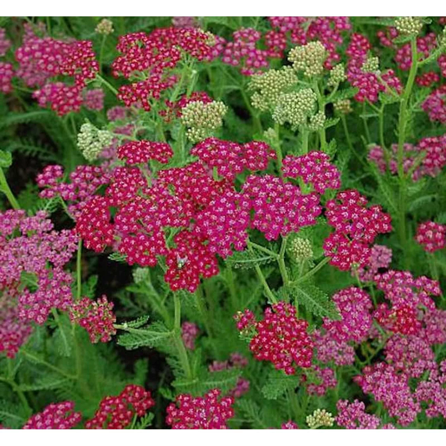 Schafgarbe Velour - Achillea millefolium günstig online kaufen