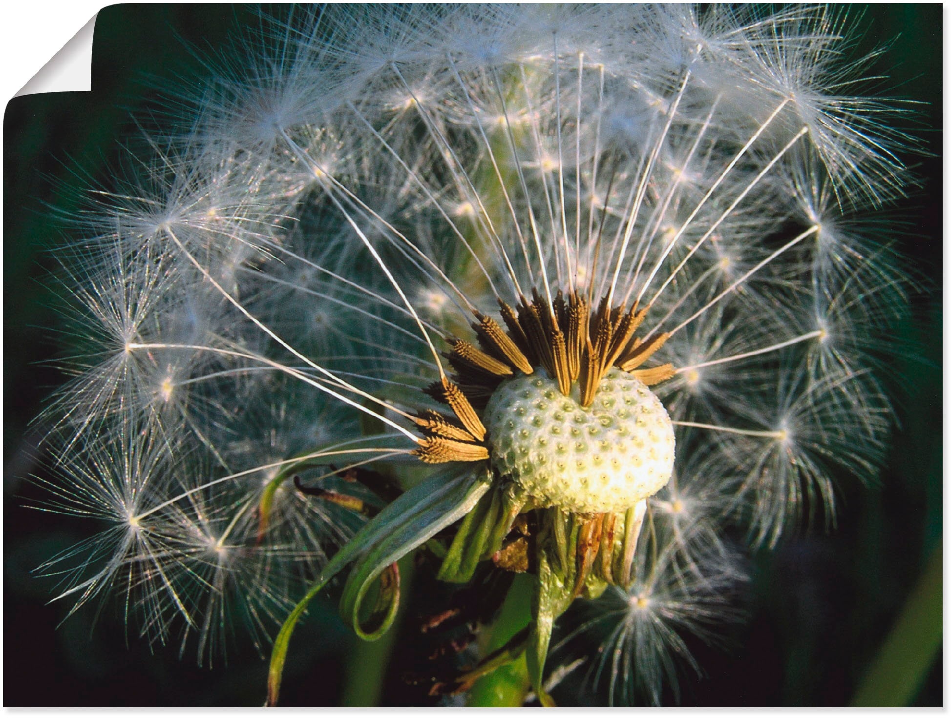 Artland Poster "Pusteblume", Blumen, (1 St.), als Alubild, Leinwandbild, Wa günstig online kaufen