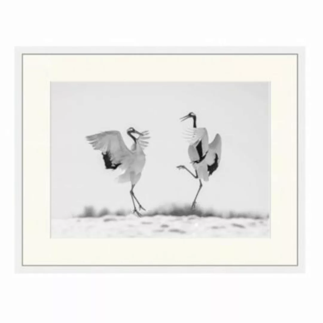 Any Image Wandbild Kranvogel Tanz weiß Gr. 50 x 60 günstig online kaufen