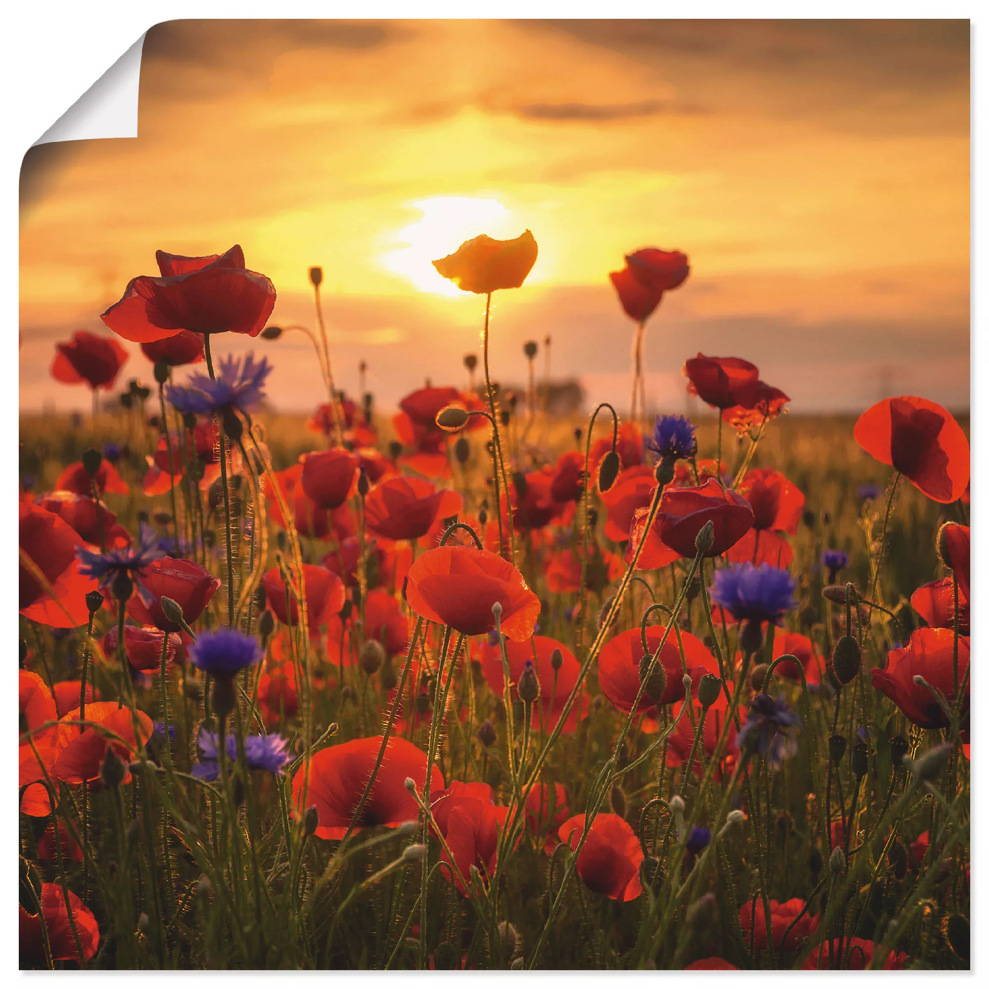 Artland Wandbild »Mohnblumen im Abendlicht«, Blumen, (1 St.), als Alubild, günstig online kaufen
