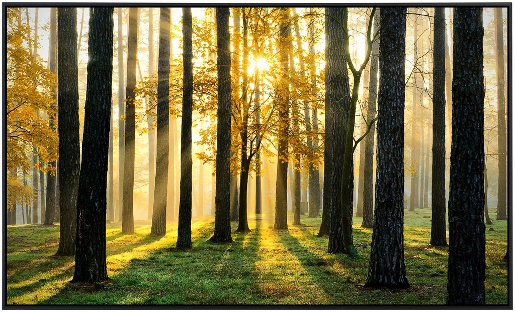 Papermoon Infrarotheizung »Sonniger Wald«, sehr angenehme Strahlungswärme günstig online kaufen