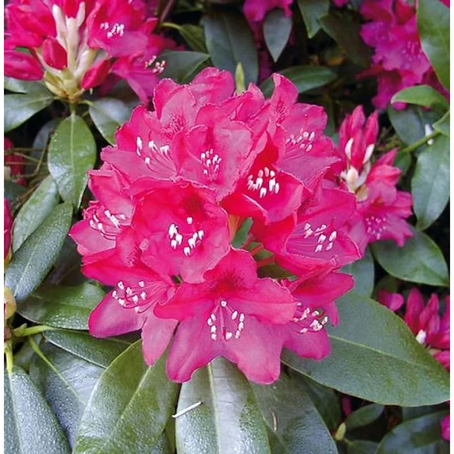 Großblumige Rhododendron Nova Zembla 50-60cm - Alpenrose günstig online kaufen