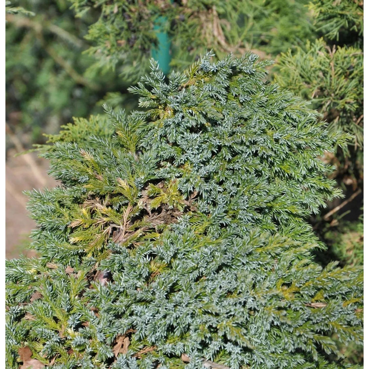 Teppichwacholder Holger 20-30cm - Juniperus squamata günstig online kaufen