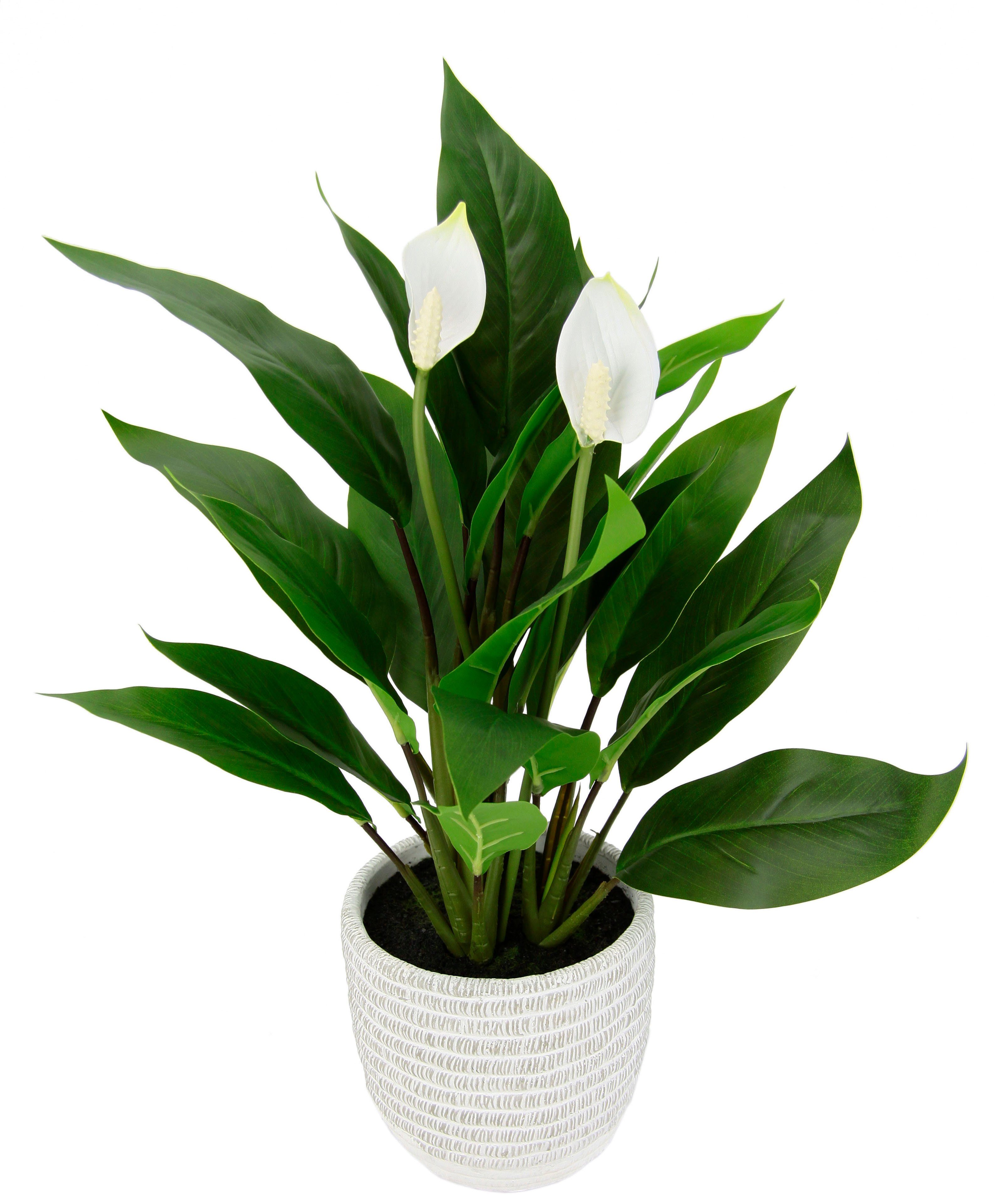 I.GE.A. Kunstpflanze "Spathiphyllum", im Topf Anthurie Calla Flamingoblume günstig online kaufen