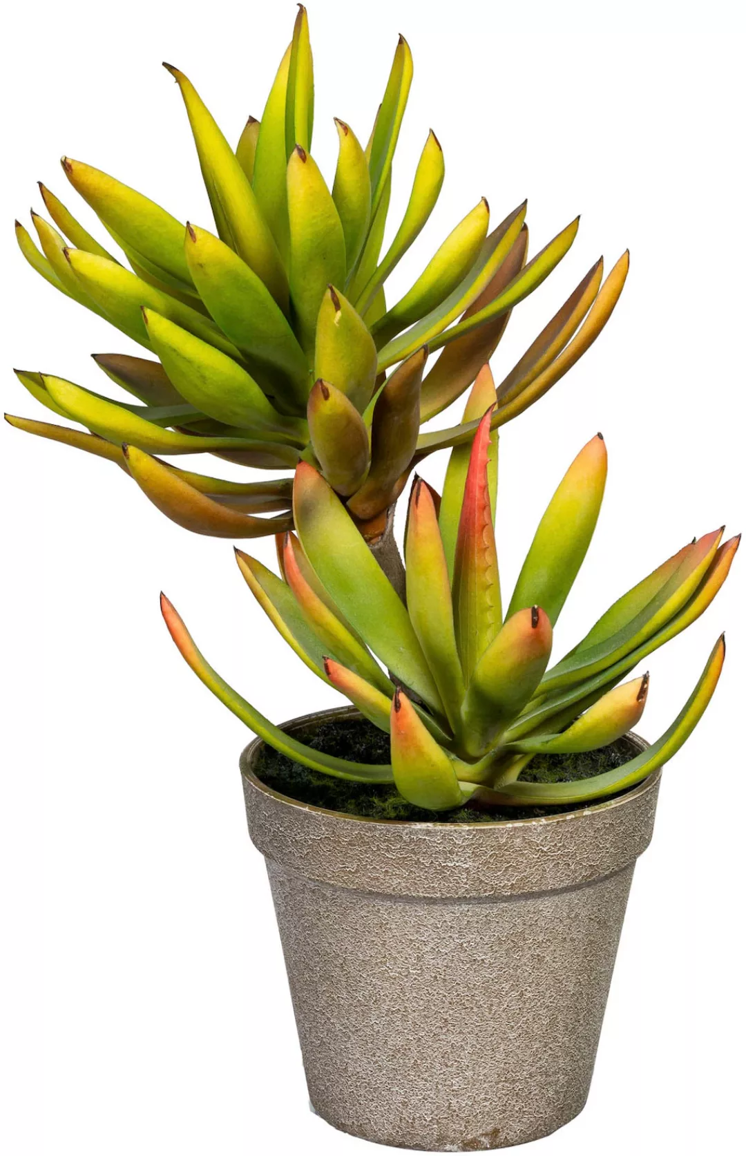 Creativ green Künstliche Zimmerpflanze "Deko-Sukkulente Aloe plicatilis" günstig online kaufen