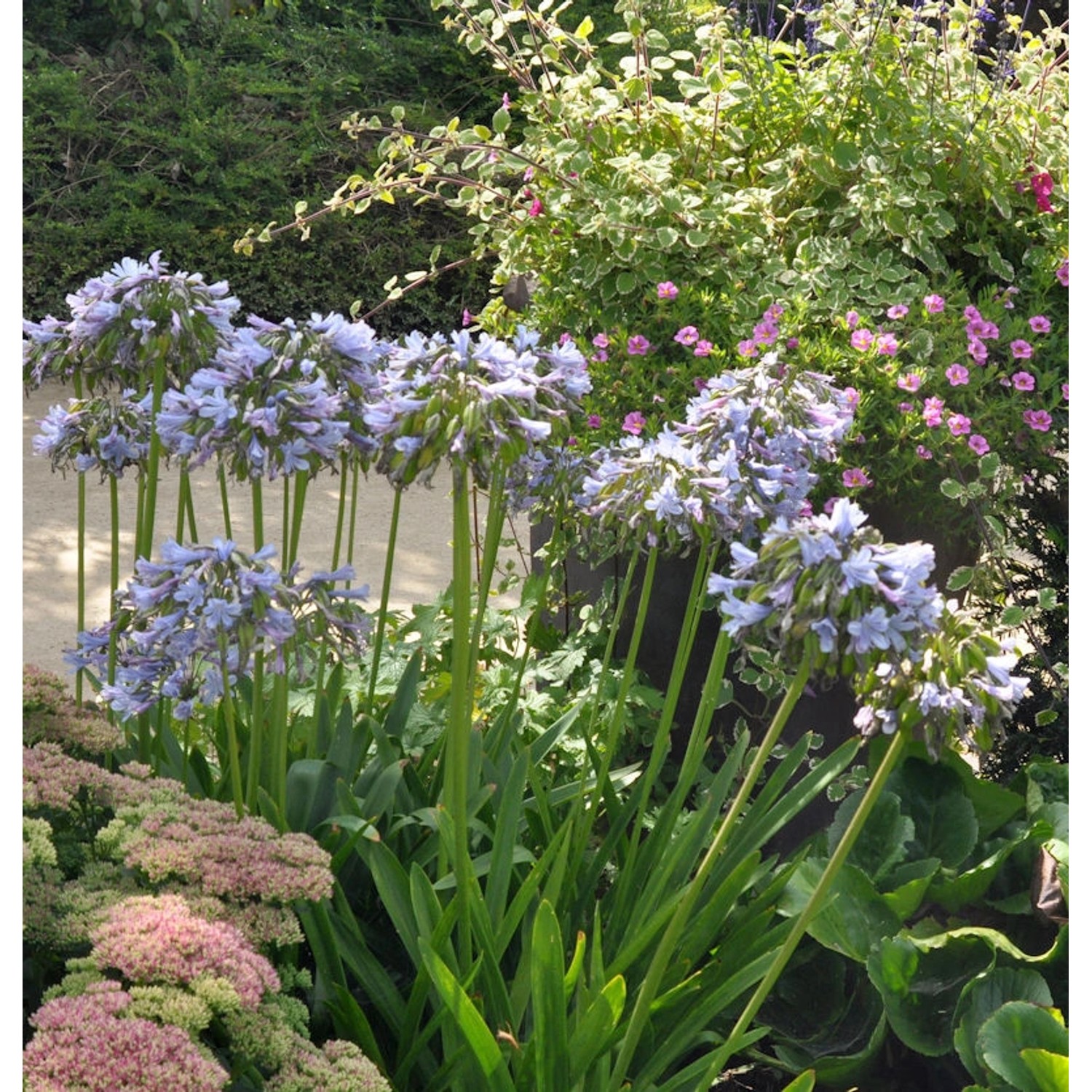 Liebesblume Schmucklilie Twister - Agapanthus africanus günstig online kaufen