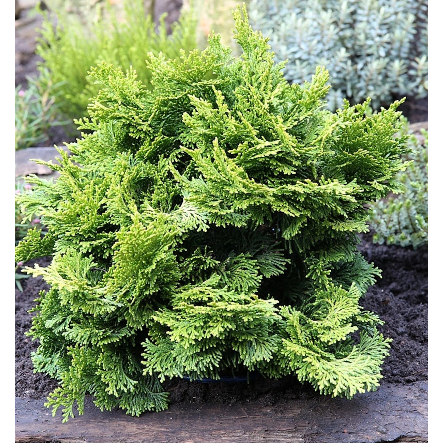 Hinoki Scheinzypresse 15-20cm - Chamaecyparis obtusa günstig online kaufen