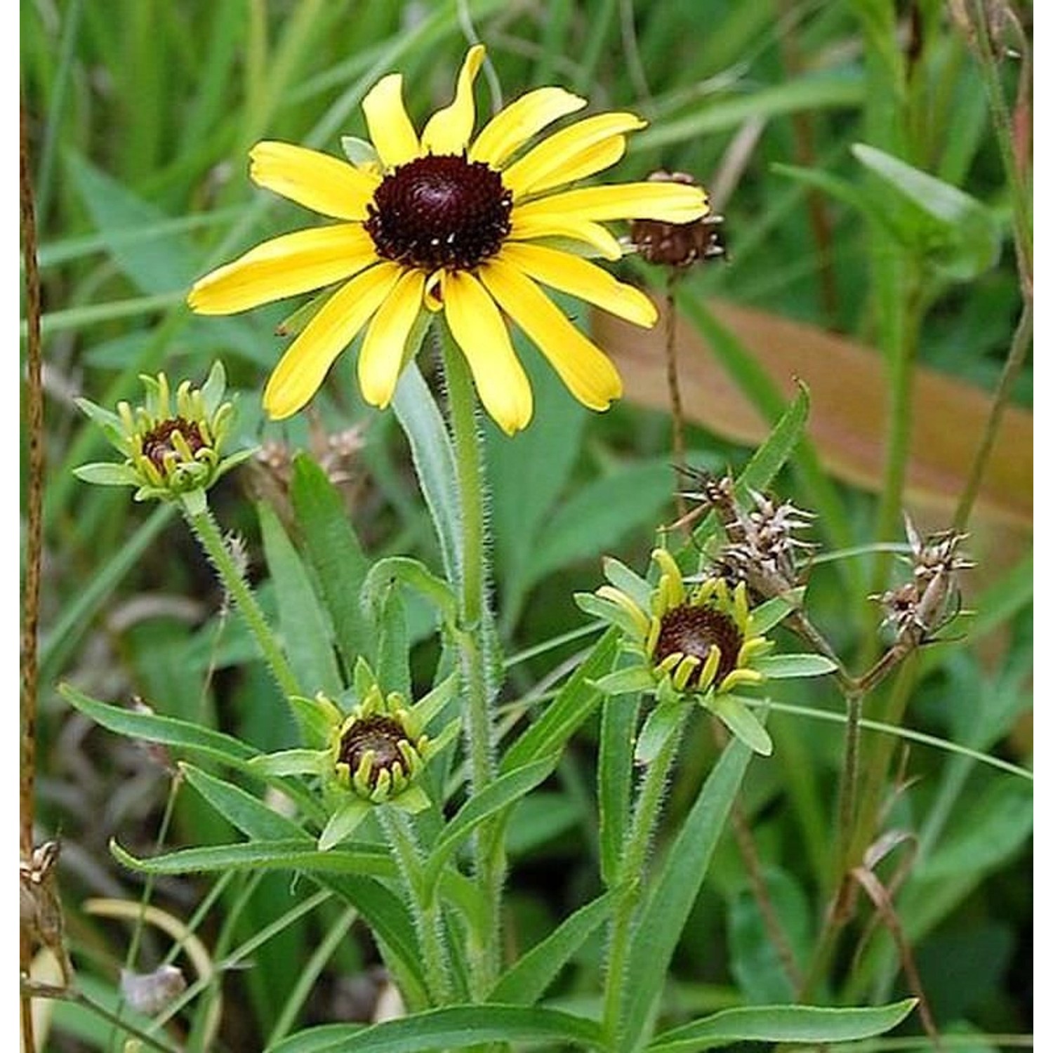 Missouri Sonnenhut - Rudbeckia missouriensis günstig online kaufen