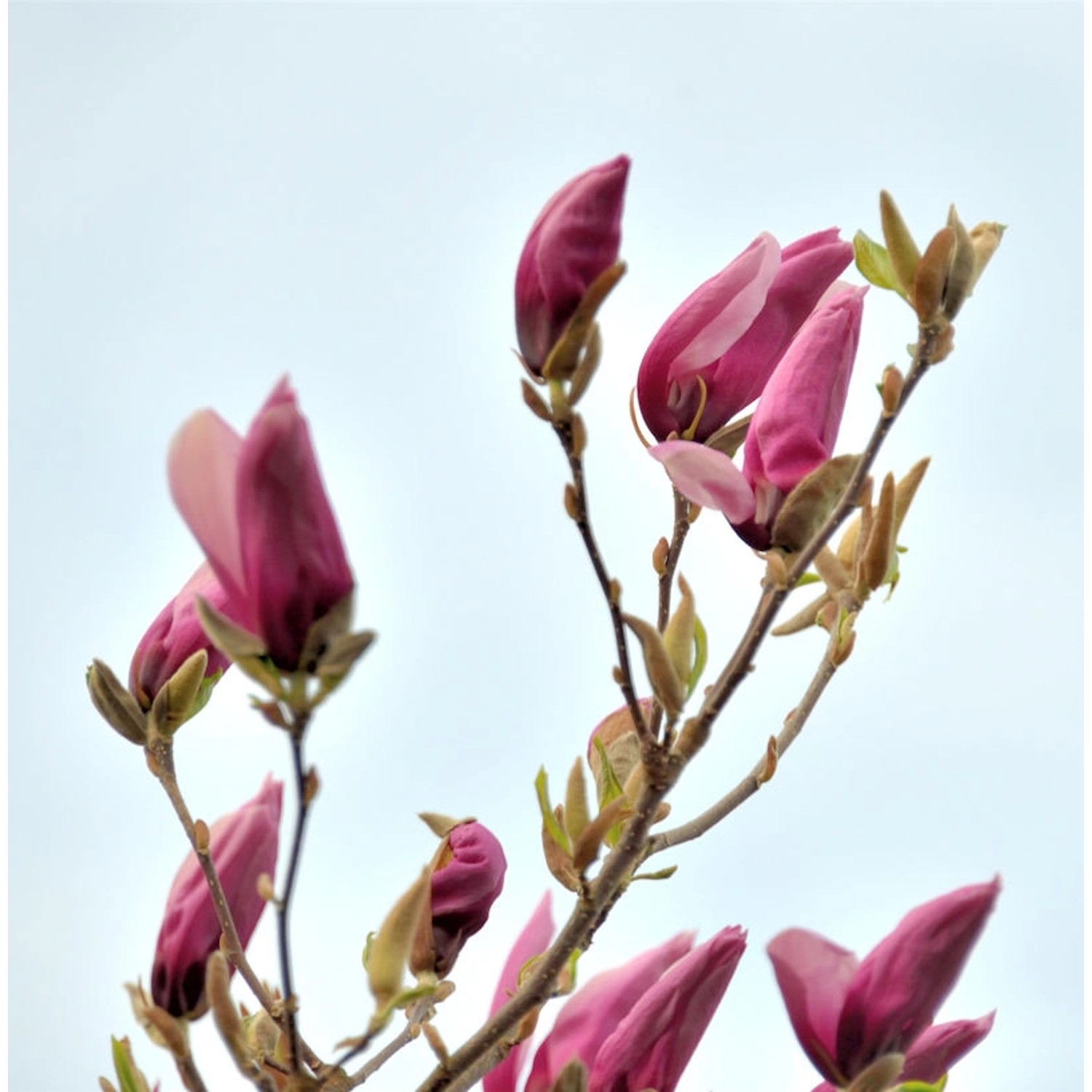 Magnolie Jane 60-80cm - Magnolia günstig online kaufen