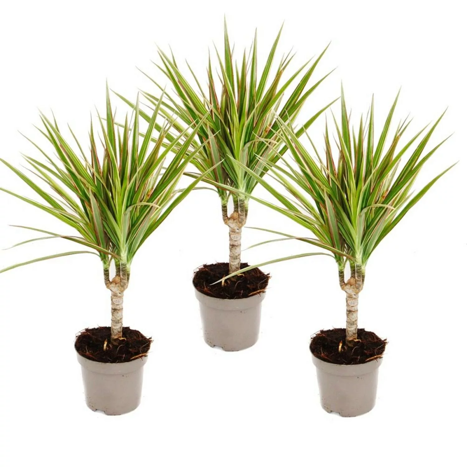 Exotenherz Zweifarbiger Drachenbaum Dracaena Marginata Bicolor Set mit 3 Pf günstig online kaufen