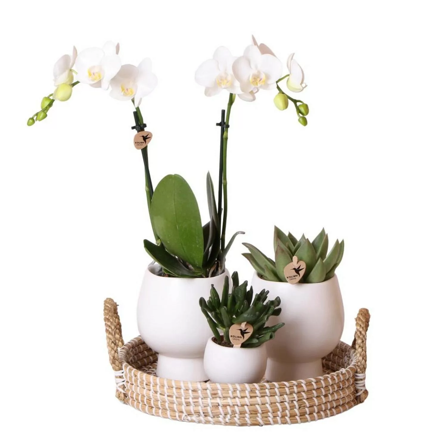 Kolibri Pflanzenset Scandic Weiß Grünes Pflanzenset mit Weißer Phalaenopsis günstig online kaufen