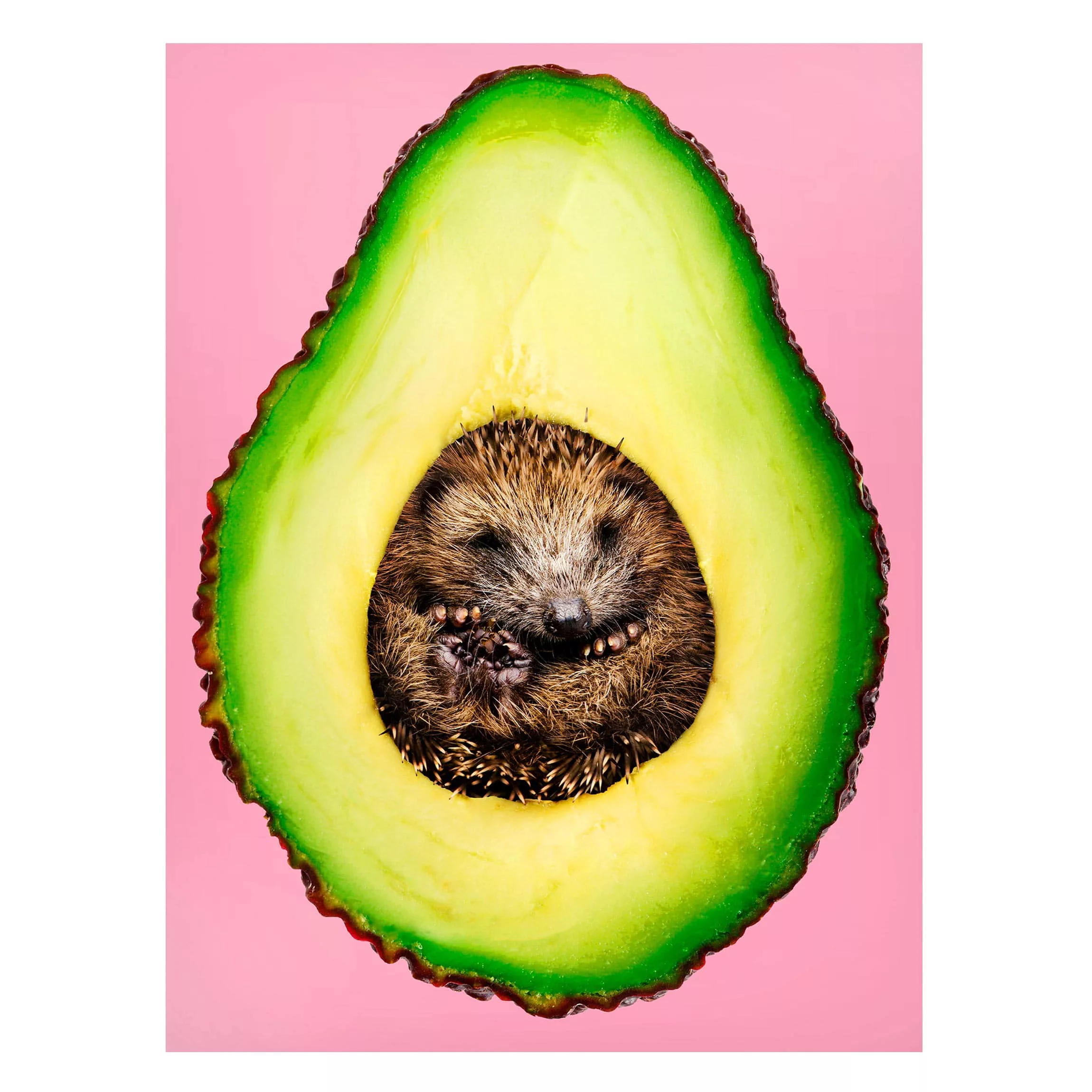 Magnettafel Küche - Hochformat 3:4 Avocado mit Igel günstig online kaufen