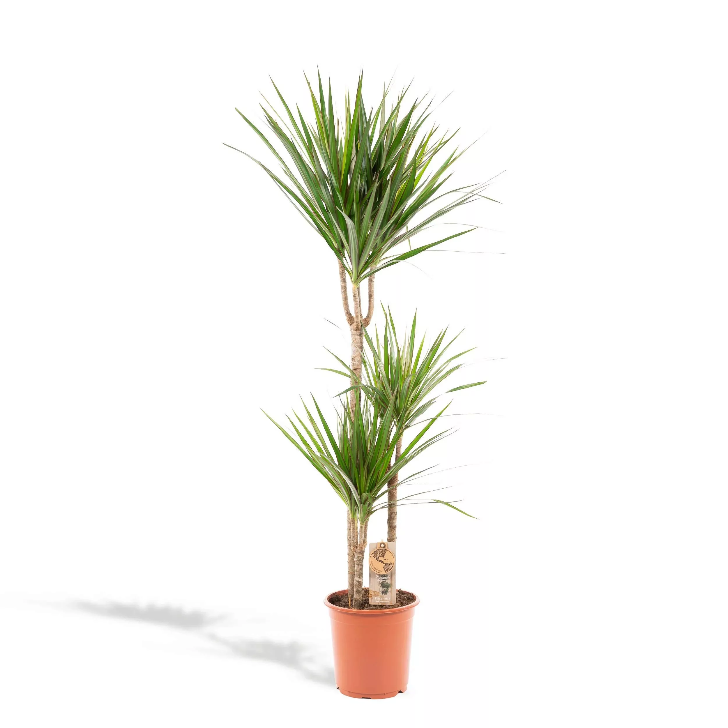Hello Plants | Drachenblutbaum Ella günstig online kaufen