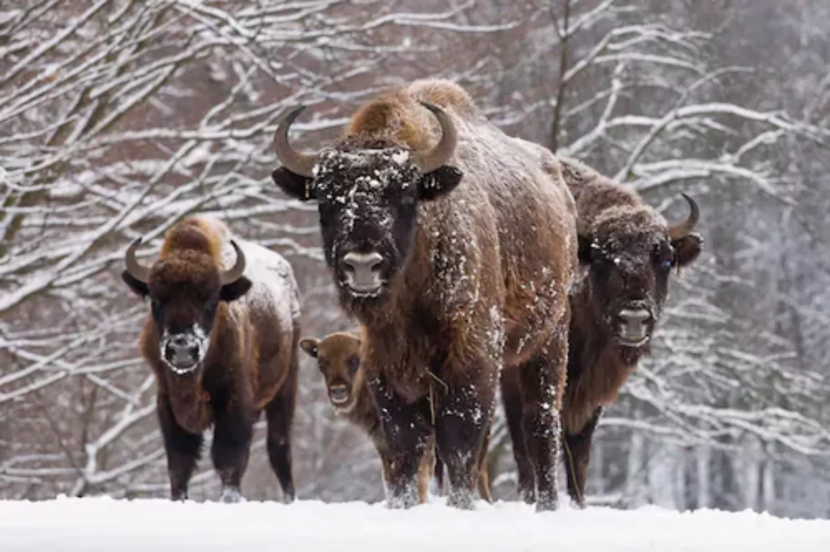 Papermoon Fototapete »Büffel im Schnee« günstig online kaufen