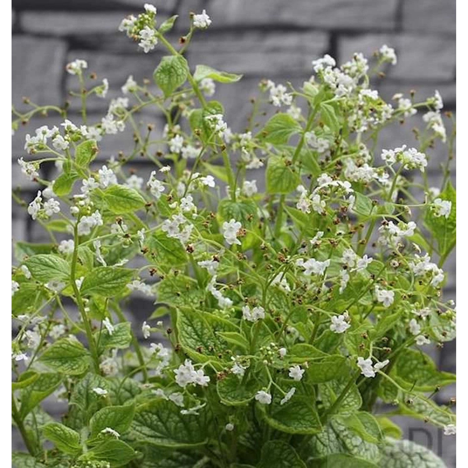 Kaukasus Vergißmeinnicht Betty Bowering - Brunnera macrophylla günstig online kaufen