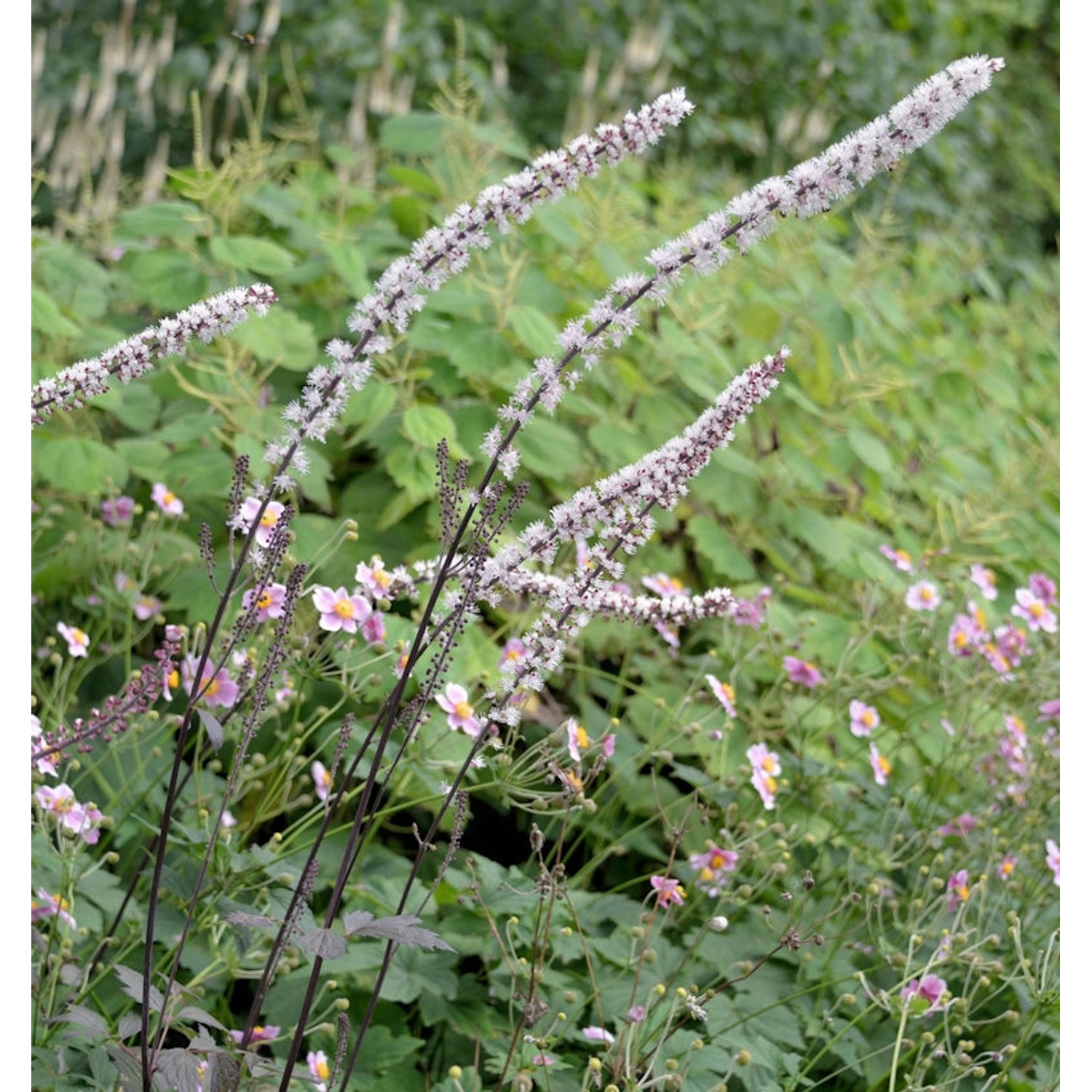 Silberkerze Brunette -Actaea simplex günstig online kaufen