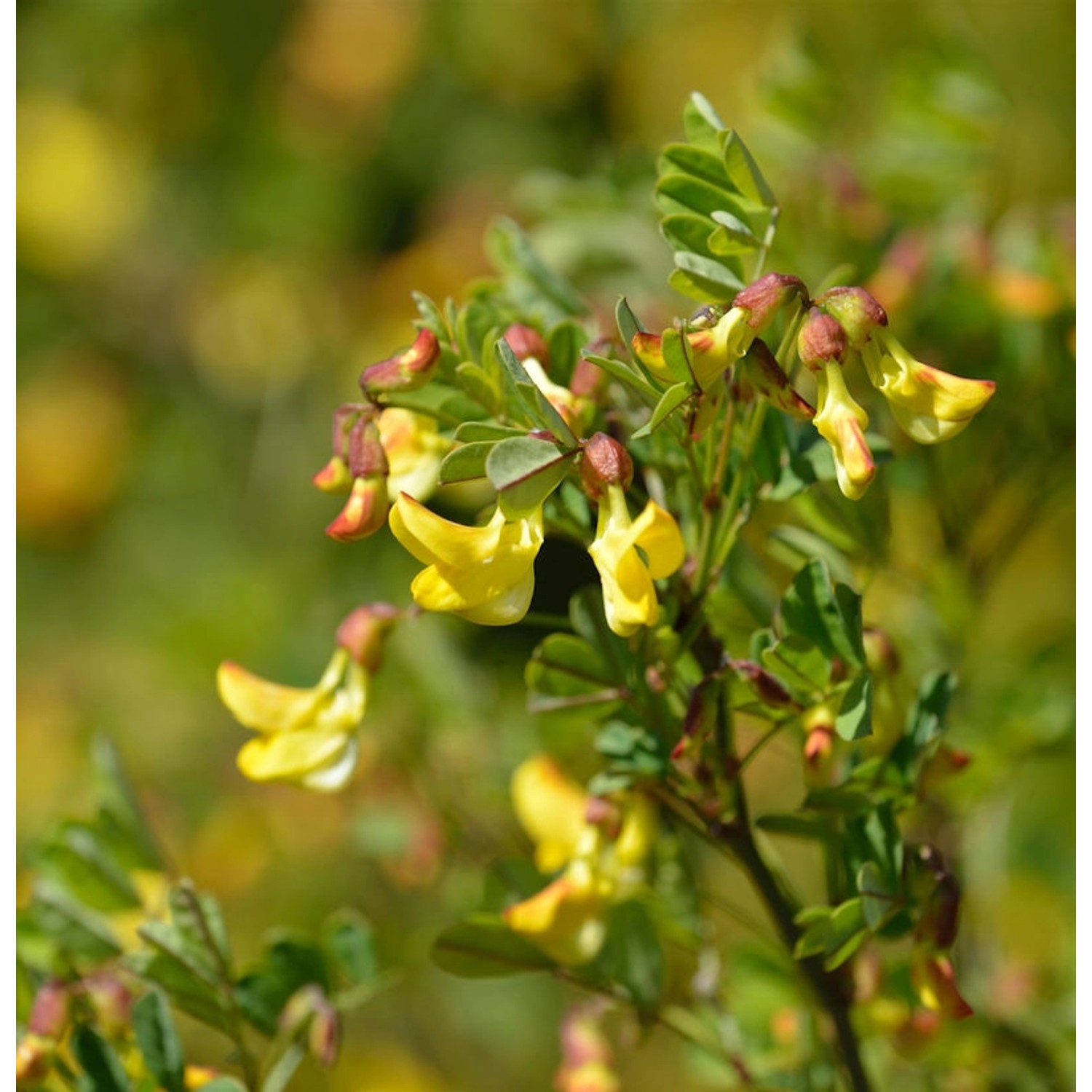 Strauchkronwicke - Coronilla emerus günstig online kaufen