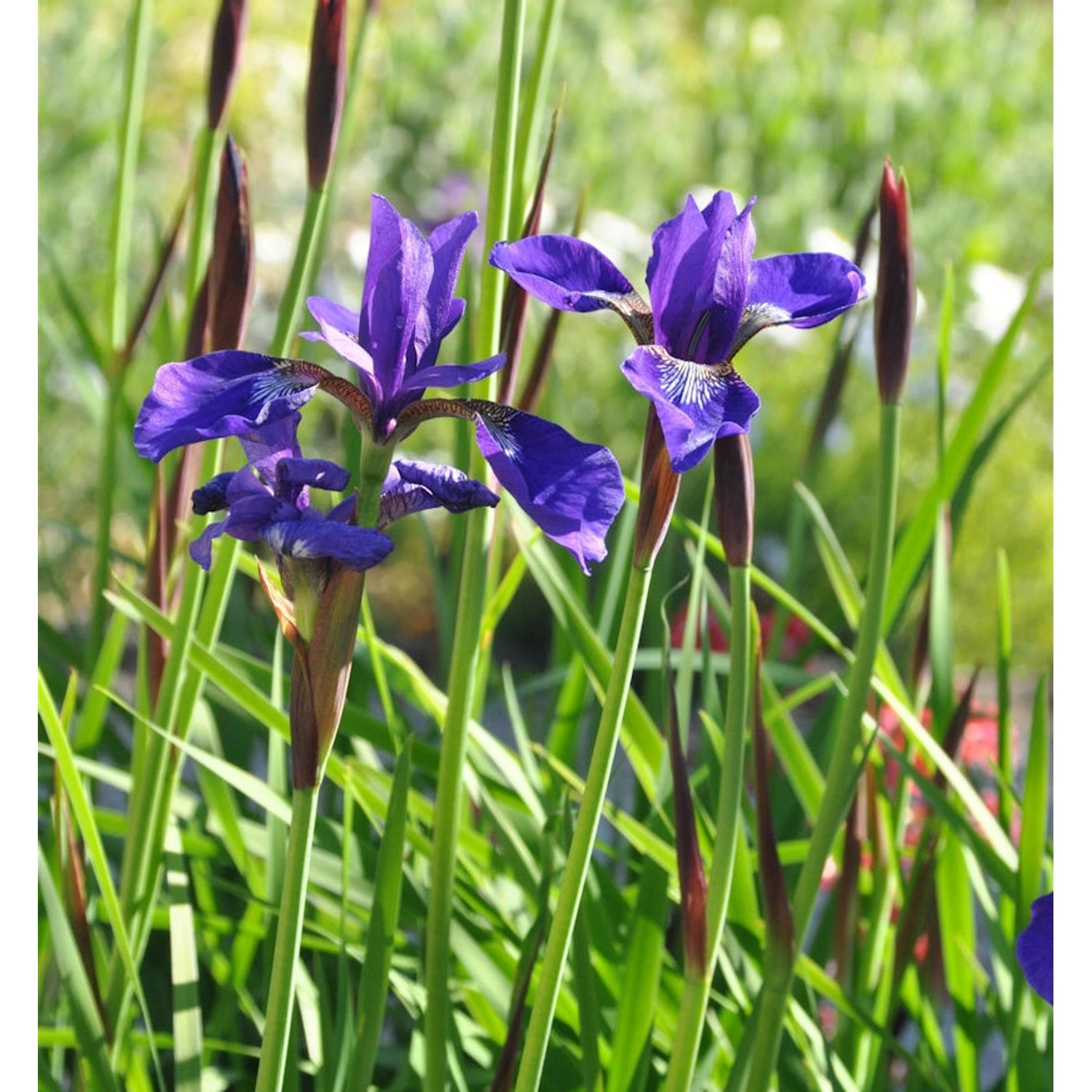 Sibirische Wieseniris Niklas Sea - Iris sibirica günstig online kaufen