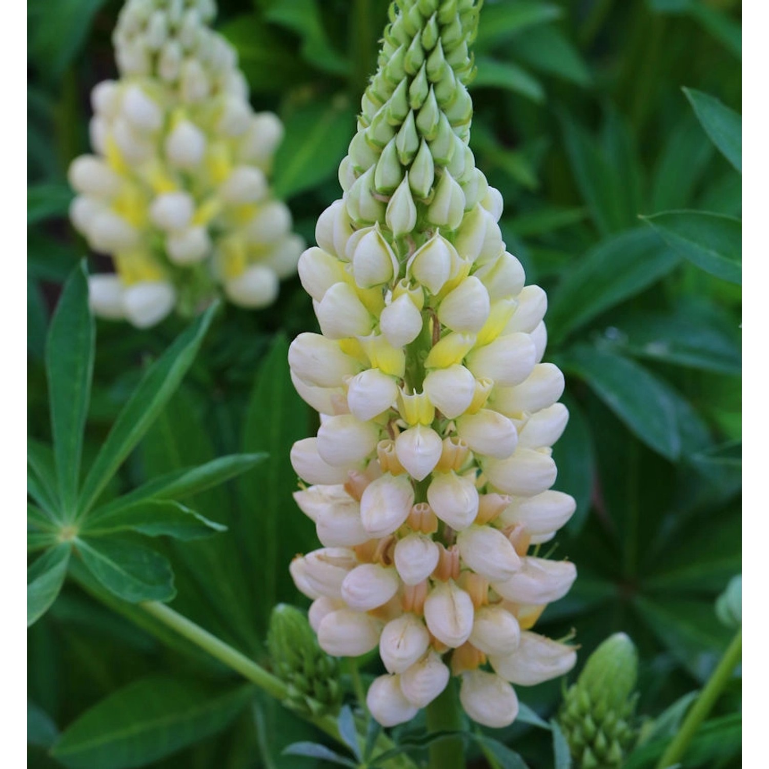 Gartenlupinie Gallery Gelb - Lupinus nanus günstig online kaufen